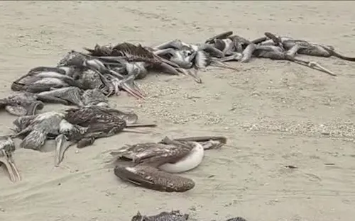 Bóng đen dịch cúm gia cầm