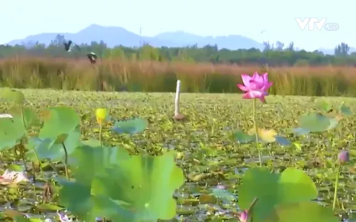 Quảng Nam: Vẫn còn nhiều tiềm năng du lịch