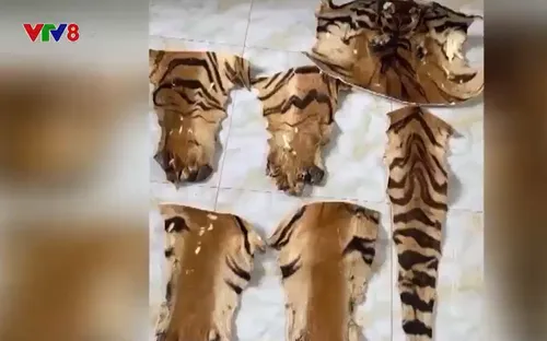 Gia tăng tình trạng buôn bán động vật hoang dã đầu năm