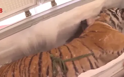 Khó ngăn chặn nạn mua bán, săn bắt động vật hoang dã