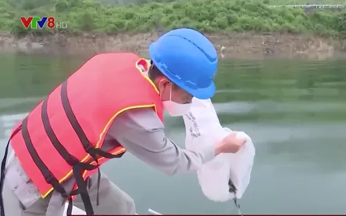 Tái tạo nguồn lợi thủy sản trên lòng hồ thủy điện Sông Tranh 2