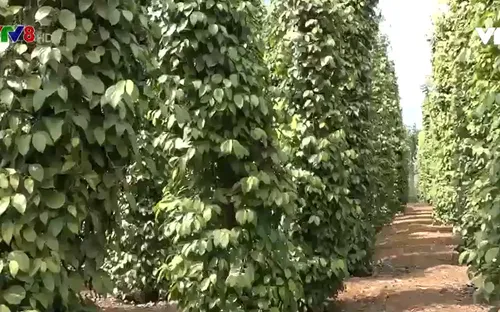 Đắk Nông: Thiếu nhân công cho vụ thu hoạch tiêu