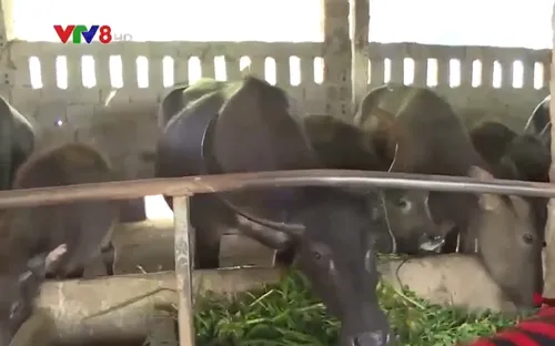 Người dân chủ động phòng chống rét cho vật nuôi