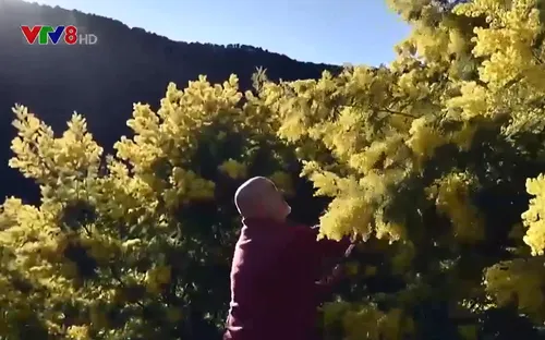 Mùa thu hoạch hoa Mimosa ở nước Pháp