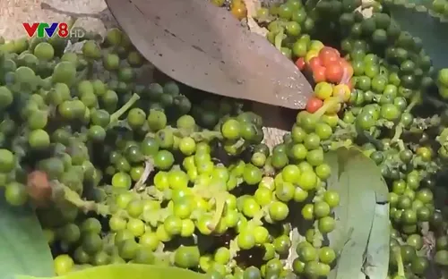 Đắk Nông: Khuyến cáo không mở rộng diện tích trồng tiêu