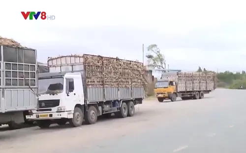 Khó khăn trong xử lý xe chở nông sản quá khổ, quá tải