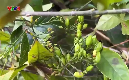 Người dân miền núi diệt cây lá ngón quanh làng