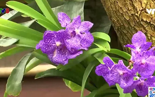 Triển lãm hoa lan quốc tế thường niên tại New York, Mỹ