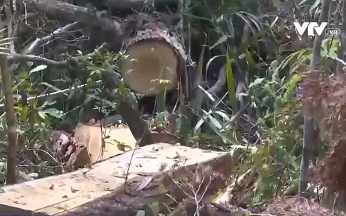 Rừng pơ mu tự nhiên trước nguy cơ bị xóa sổ