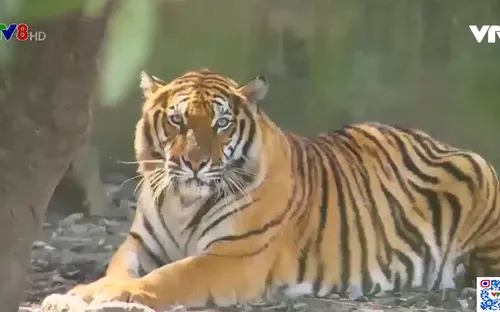 Thanh Hoá: Bất cập trong quản lý nuôi động vật hoang dã