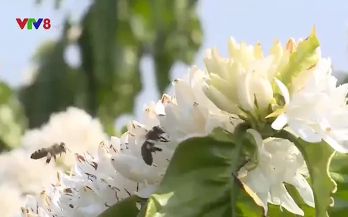 Nông dân Tây Nguyên vào tưới vụ cà phê đầu tiên trong Năm mới