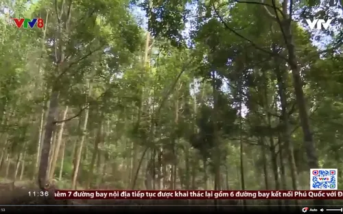 Rừng trồng quý hiếm nhất Quảng Nam