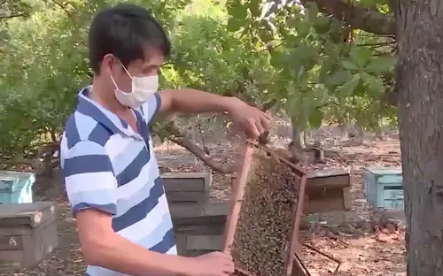 Đắk Lắk: Khó khăn bủa vây người nuôi ong