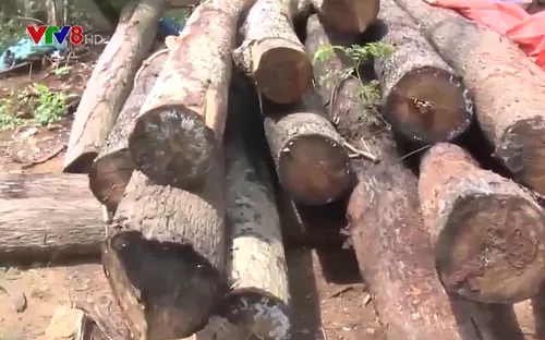 Xâm hại đất rừng diễn ra phức tạp