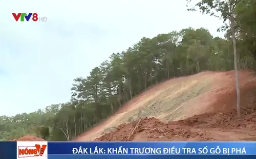 Đắk Lắk khẩn trương điều tra tung tích số gỗ bị chặt hạ trái phép