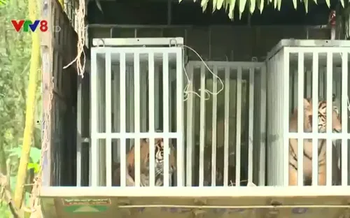 Bàn giao 7 cá thể hổ về nuôi dưỡng tại vườn quốc gia Phong Nha - Kẻ Bàng