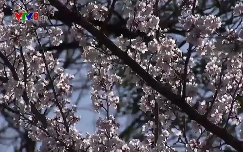 Lễ hội hoa anh đào tại Mỹ