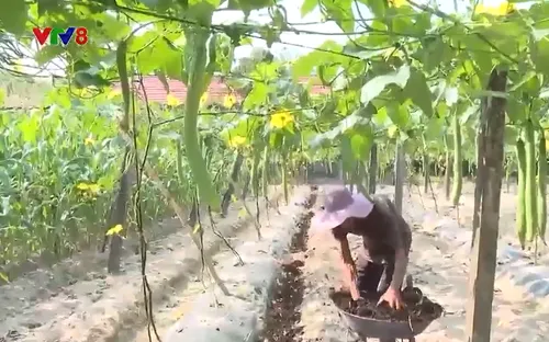 Quảng Ngãi: Nông dân ứng phó khi giá phân bón tăng cao