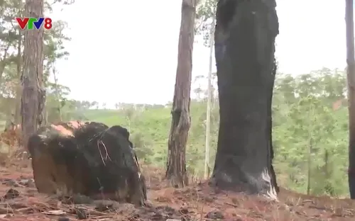 Lâm Đồng lại phát hiện thêm 1 vụ phá rừng để trồng cây nông nghiệp