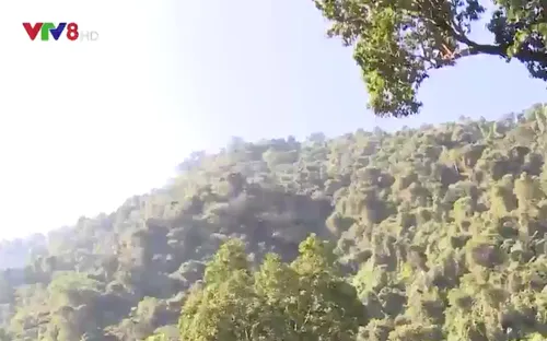 Quảng Nam xin giảm diện tích rừng phòng hộ