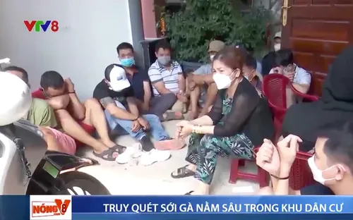 Đà Nẵng truy quét sới gà trong khu dân cư