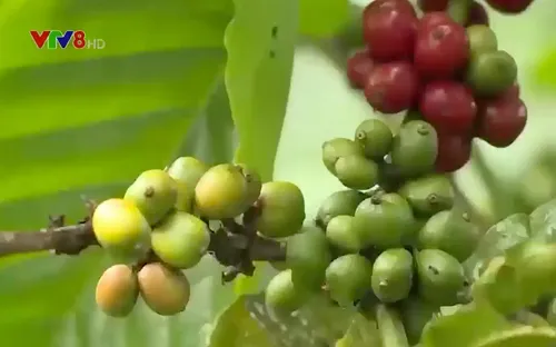 Đắk Lắk nâng cao giá trị cà phê đặc sản