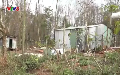 Đắk Nông: Tái diễn tình trạng lấn chiếm đất rừng