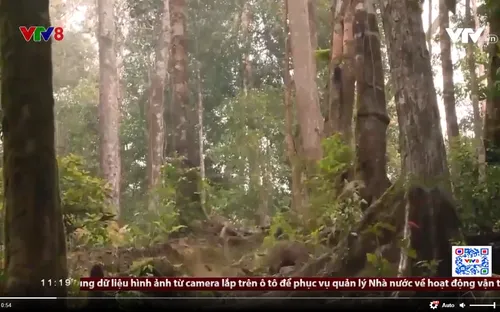 Đắk Lắk phát hiện vụ khai thác gỗ Pơ mu trái phép