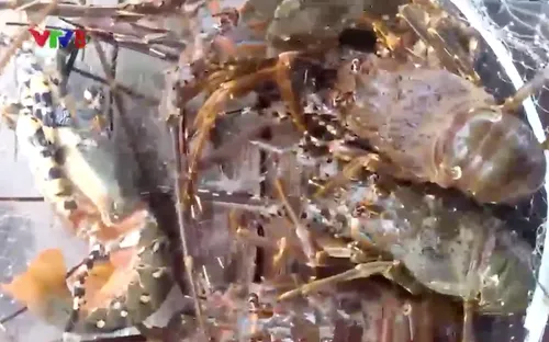 Khánh Hoà: Giá tôm hùm giảm, hộ nuôi thu hoạch cầm chừng