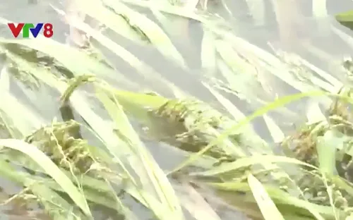 Hơn 12.000 ha lúa Phú Yên ngã đổ vì mưa trái mùa