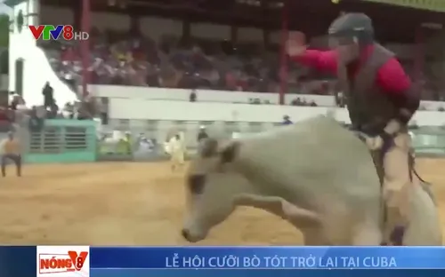 Cuộc thi đấu bò tót trở lại Cuba