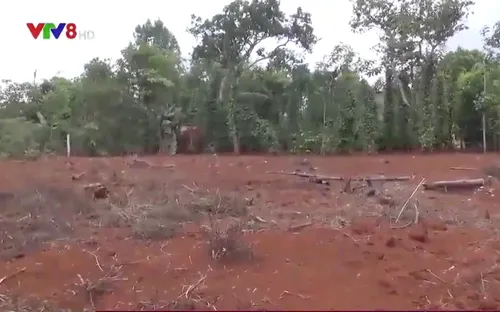 Đắk Lắk: Điêu đứng vì giao "sổ đỏ" cho người mua tự tách thửa