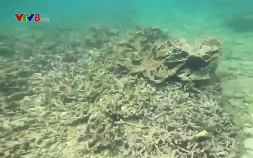 Bình Định xác minh thông tin san hô chết hàng loạt tại Hòn Sẹo