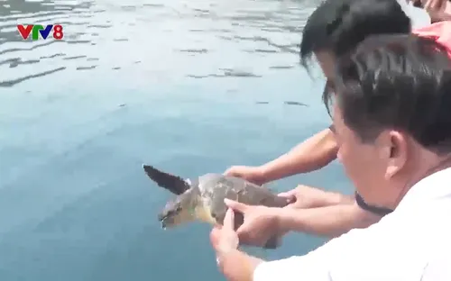 Bình Định: Hiệu quả công tác bảo vệ rùa biển