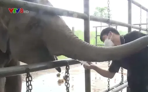 Du lịch thân thiện với voi