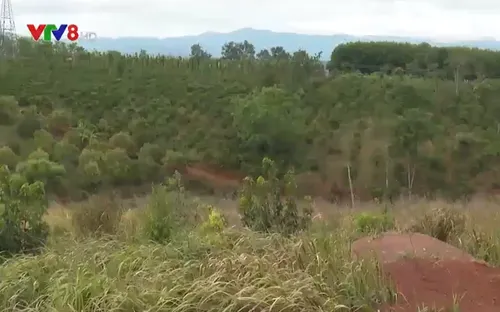 Phản hồi về vụ việc tranh giành đất ở Đắk Nông