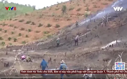 Tan hoang những cánh rừng