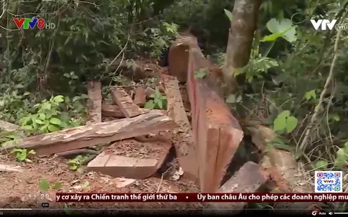 Đắk Lắk: Nghịch lý càng giữ, rừng càng mất