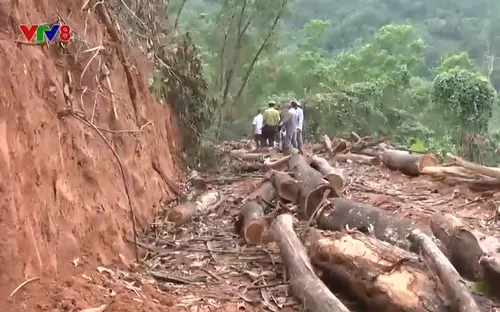 Sai phạm trong khai thác tỉa thưa rừng trồng phòng hộ