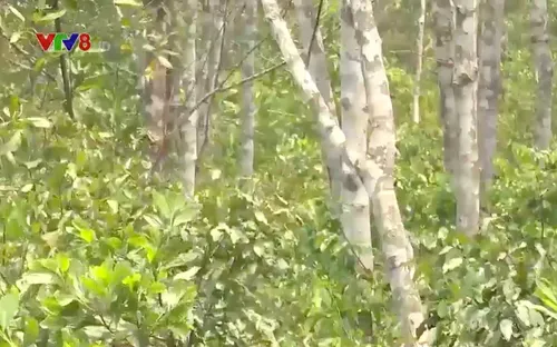 Vì sao hàng ngàn héc ta cao su bị bỏ hoang ?