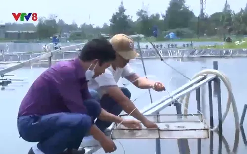 Nuôi tôm trên cát thiếu an toàn