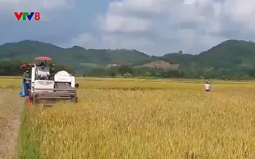 Năng suất lúa Đông Xuân ở Phú Yên giảm mạnh