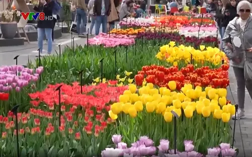 Vườn hoa tulip lớn nhất châu Á mở cửa trở lại