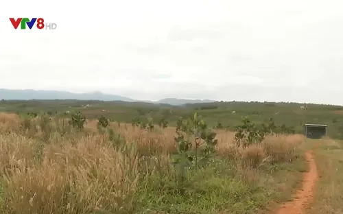 Đất rẫy canh tác hàng chục năm vẫn bị cướp