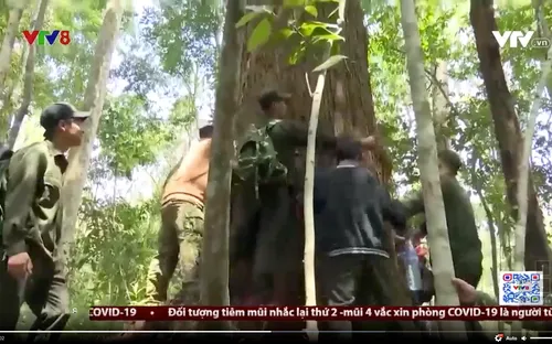 Người Cơ Tu giữ rừng Pơ mu