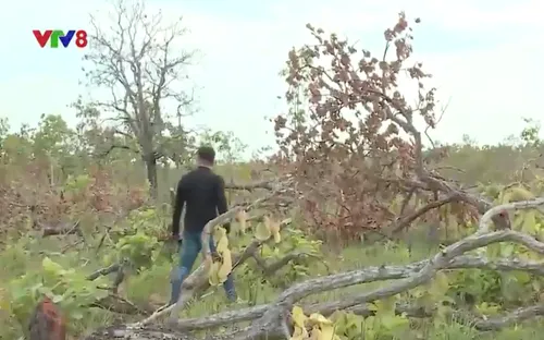 Đắk Lắk phát hiện vụ phá hơn 300 ha rừng tại Ea Súp