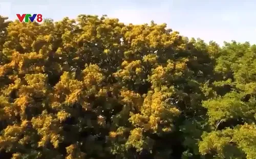 Lễ hội “Tam Kỳ - Mùa hoa sưa 2022"