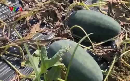 Quảng Nam kiến nghị hỗ trợ hơn 121 tỷ đồng khắc phục hậu quả thiên tai