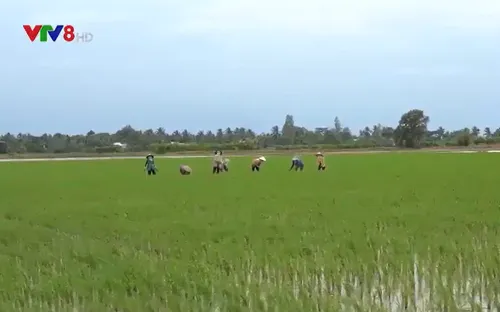 Ứng phó với "bão giá" phân bón