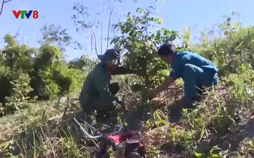 Lâm Đồng: Hơn 20 tỷ đồng trồng lại rừng sau giải tỏa